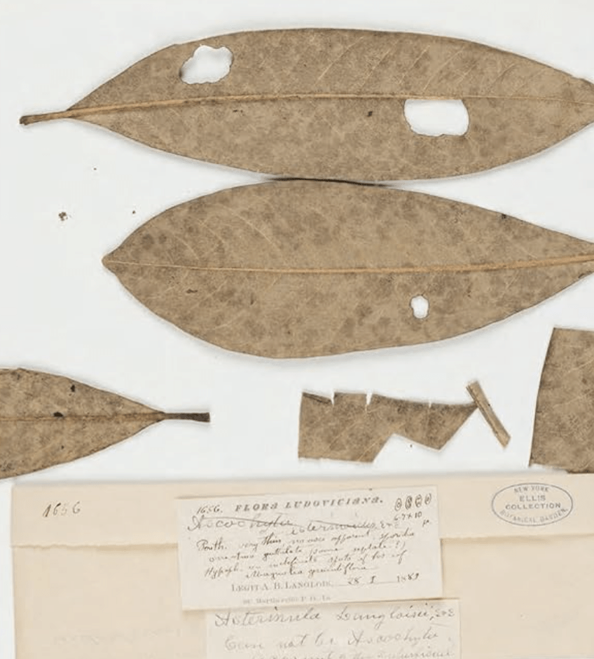 herbarium book